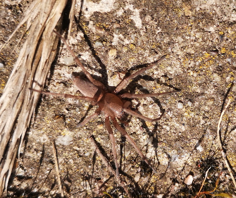 Drassodes/Drassodex