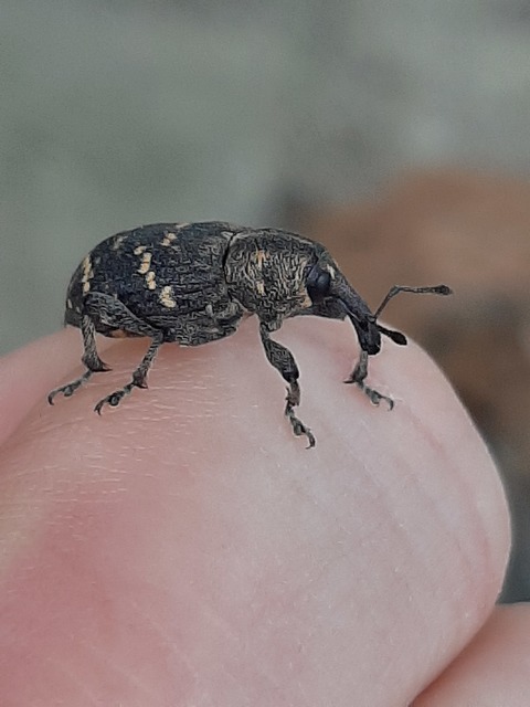 Hylobius abietis - nagy fenyvesormányos