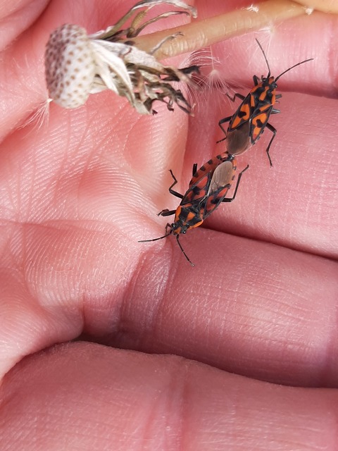 Spilostethus saxatilis - virágbodobács