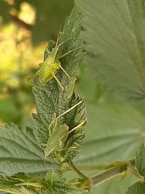 Isophya kraussii - erdei tarsza
