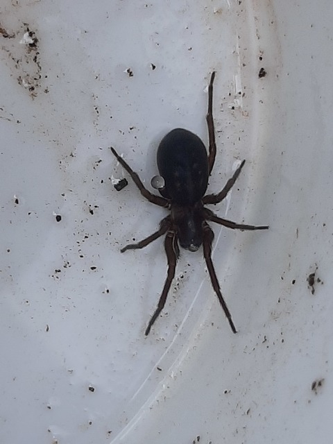 Amaurobius