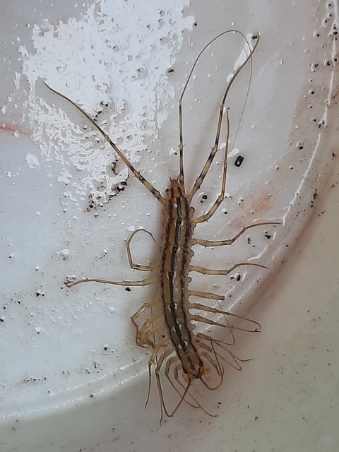 Scutigera coleoptrata - légyölő pókszázlábú
