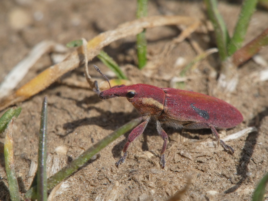 Curculionidae - ormányosbogár-félék