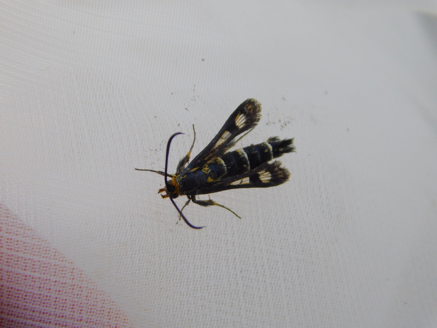 Sesiidae - szitkárfélék