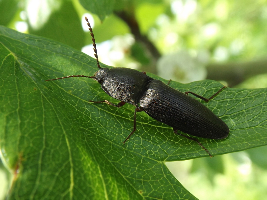 Neopristilophus insitivus - lapos pattanó