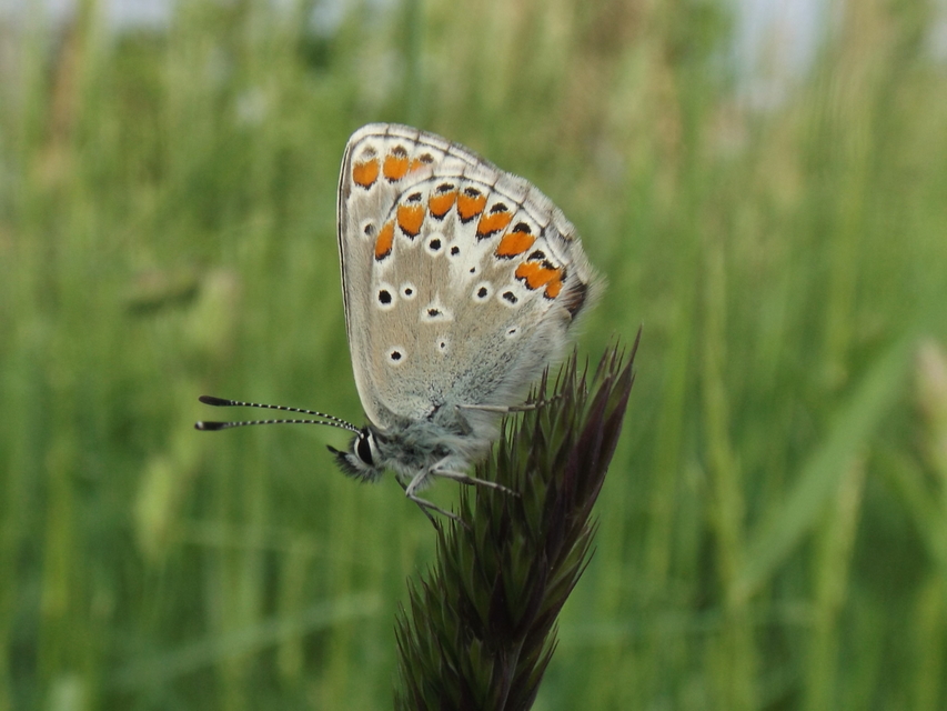 Aricia agestis - szerecsenboglárka