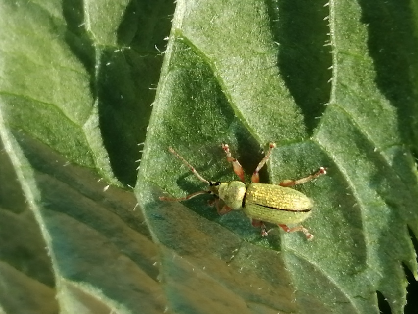 Phyllobius maculicornis - galagonya-levélormányos