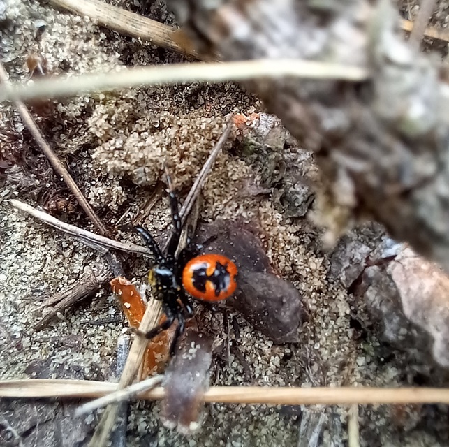 Synema globosum/ornatum