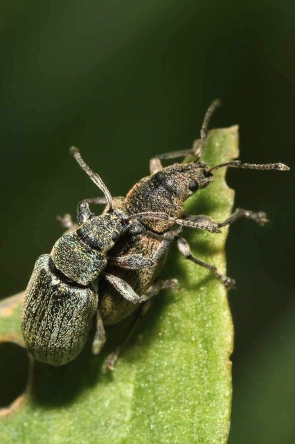 Phyllobius pyri - gyümölcsfa-levélormányos