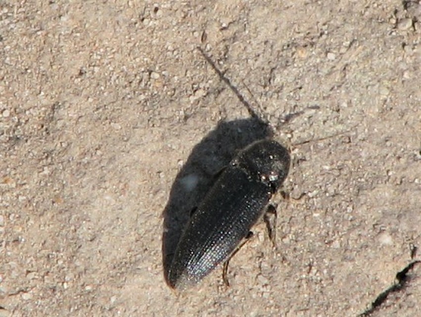 Melanotus