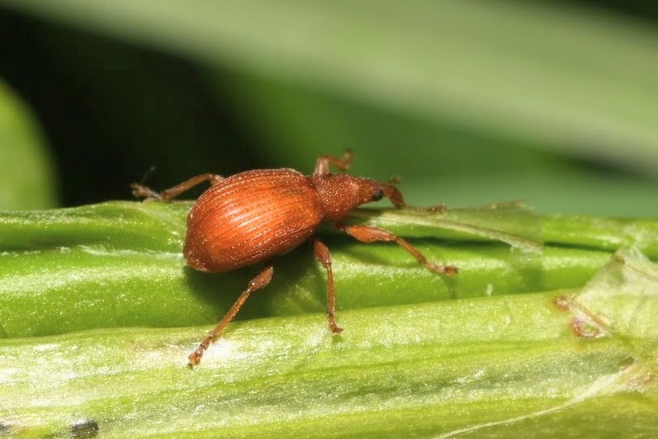 Apion frumentarium - vörös cickányormányos