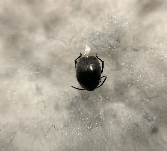 Spermophagus
