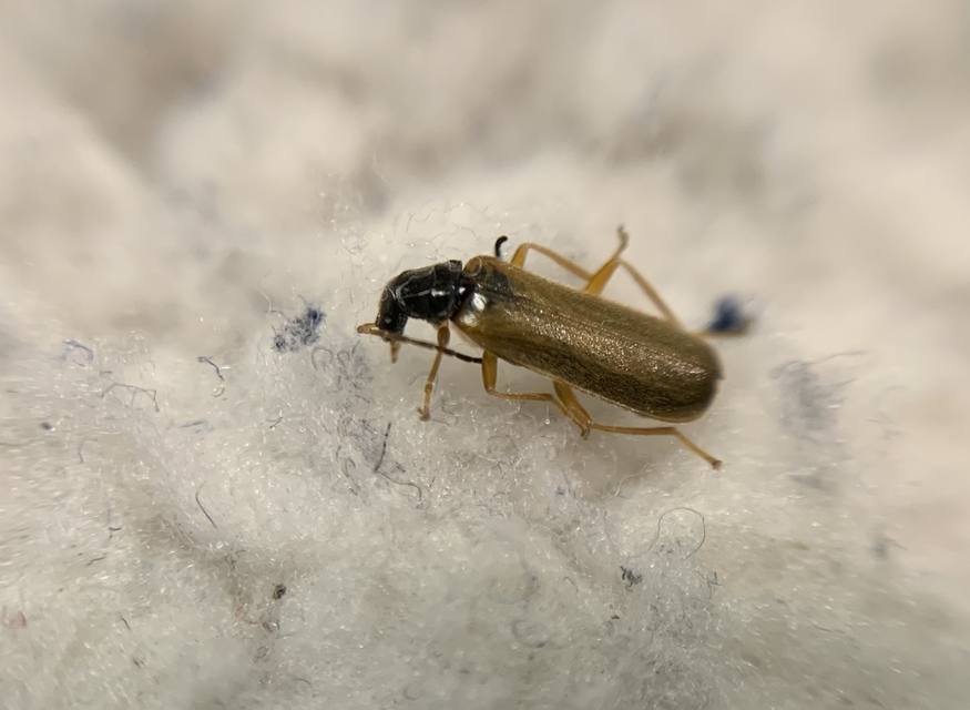 Rhagonycha lignosa - cserjés-lágybogár