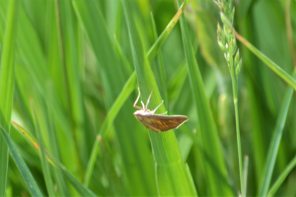 Nascia cilialis - sásrágó tűzmoly