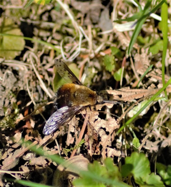 Bombylius discolor - feketefarú pöszörlégy