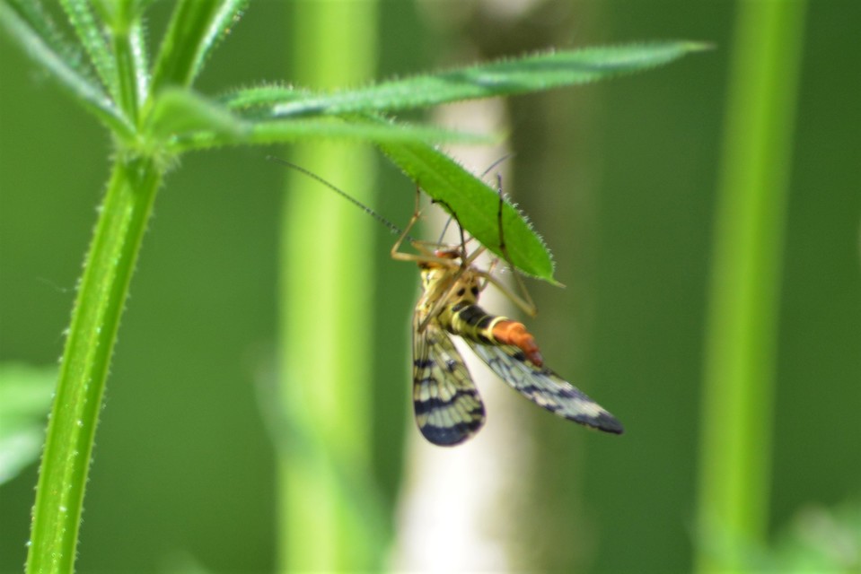 Panorpa communis/vulgaris