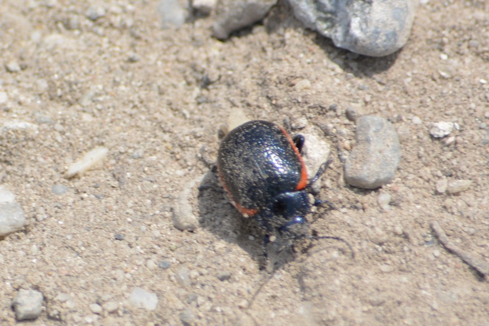 Chrysolina kuesteri - ráncos szegélyeslevelész