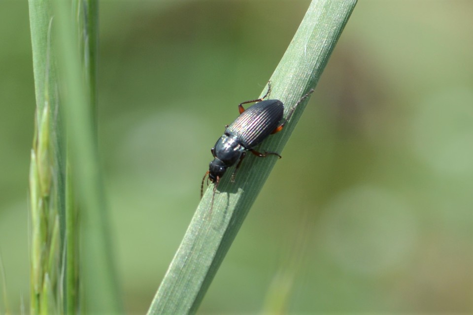 Poecilus cupreus - rezes gyászfutó