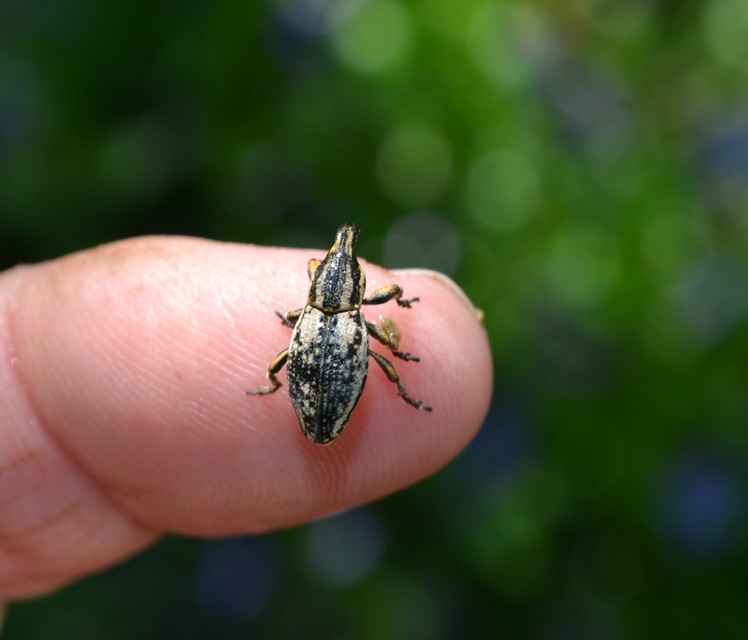 Pseudocleonus cinereus - hamvas barkó