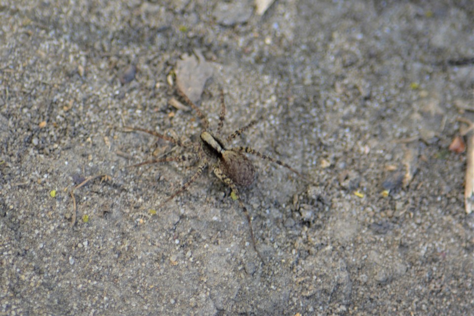 Pardosa alacris/lugubris