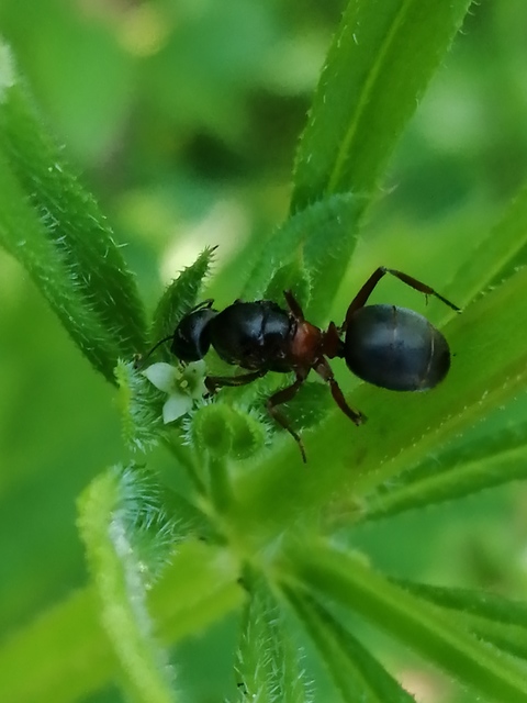 Formica pratensis - réti vöröshangya