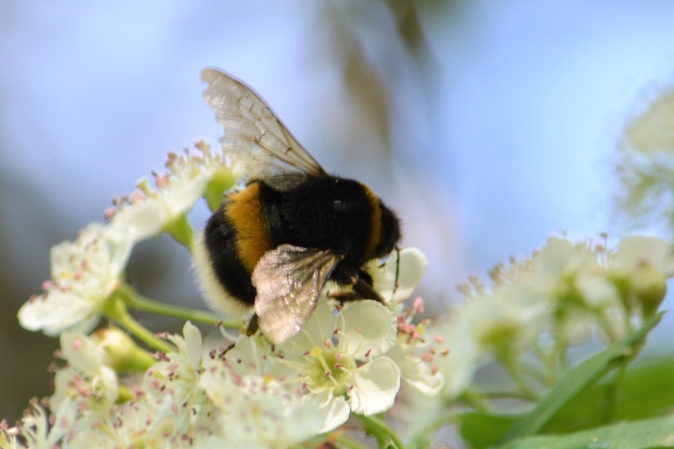 Bombus terrestris/lucorum