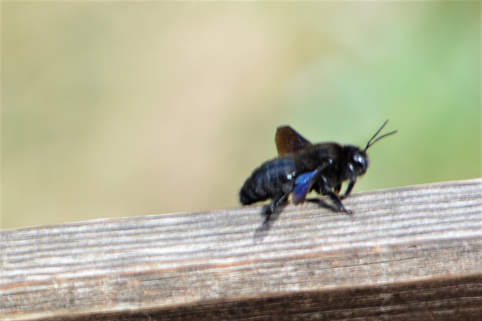 Xylocopa