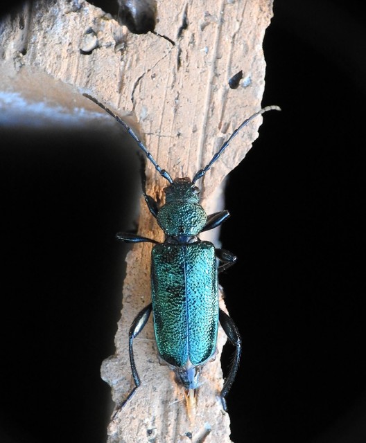 Callidium violaceum - kék korongcincér