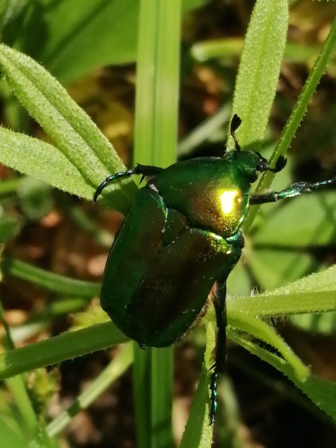 Protaetia affinis - smaragdzöld virágbogár