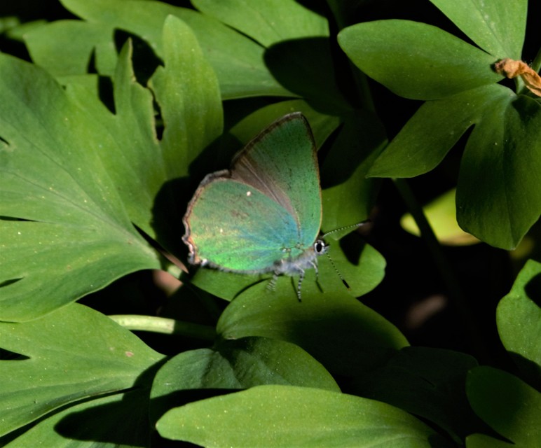 Callophrys rubi - zöldfonákú lepke