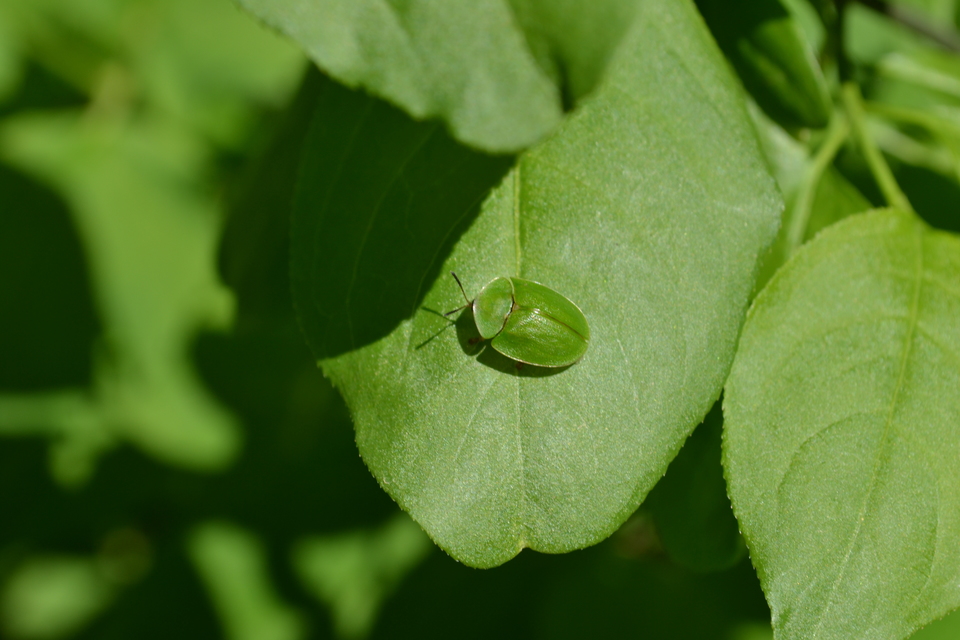 Cassida viridis - zöld pajzsbogár Cassida viridis - zöld pajzsbogár