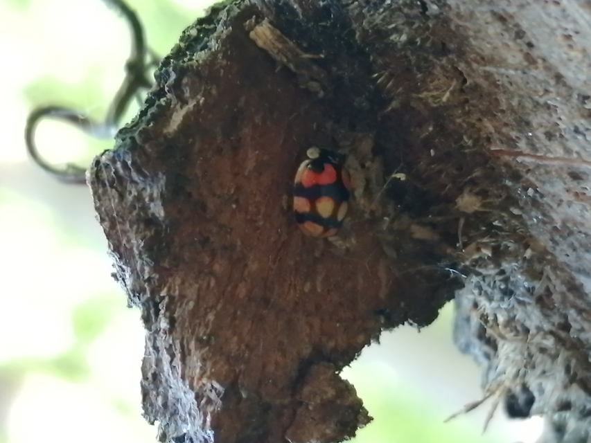 Adalia decempunctata - tízpettyes katica