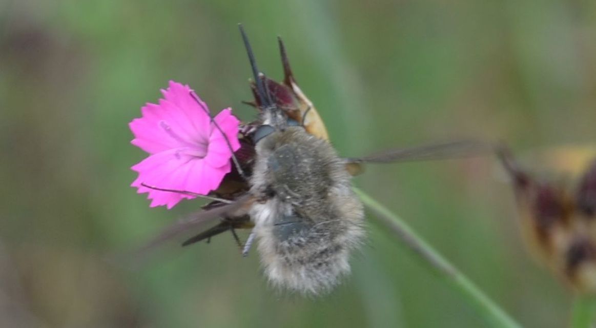 Bombylius cinerascens