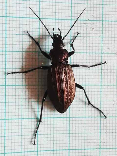 Carabus granulatus - mezei futrinka