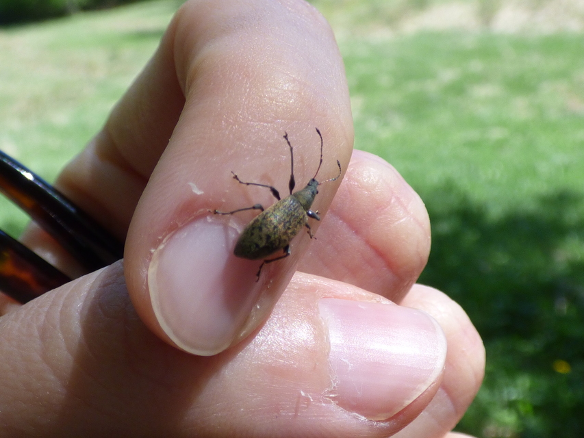 Phyllobius glaucus - éger-levélormányos Phyllobius glaucus - éger-levélormányos
