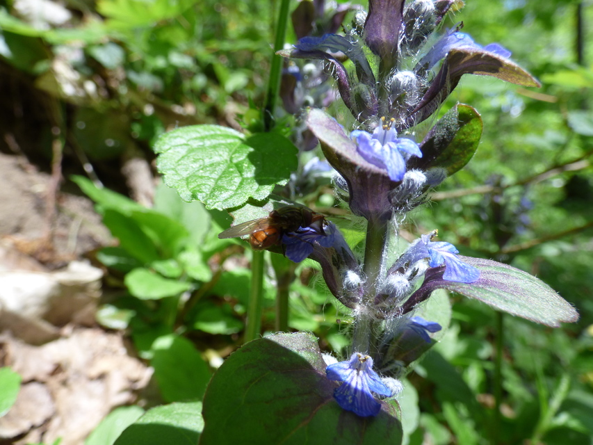 Rhingia