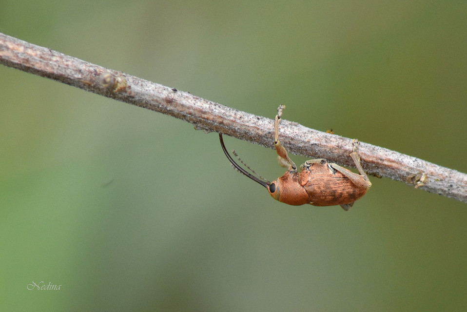 Curculio glandium - tölgymakkzsuzsóka