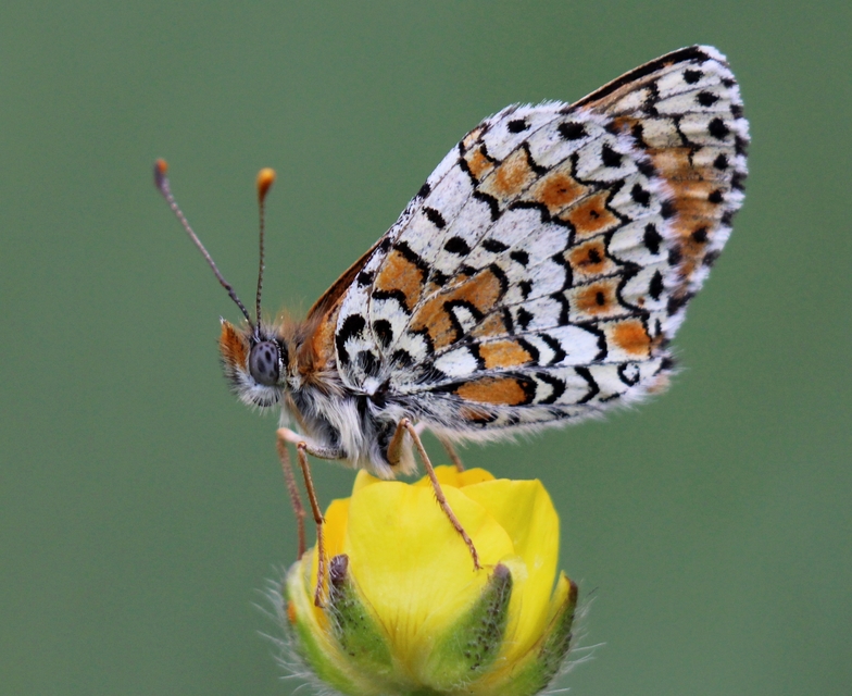 Melitaea cinxia - réti tarkalepke