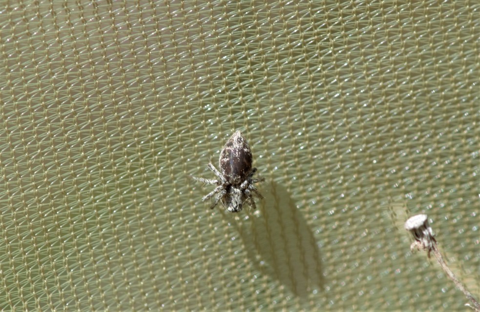 Oxyopes