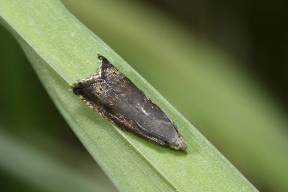 Grapholita