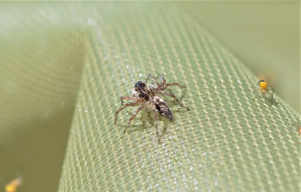 Oxyopes