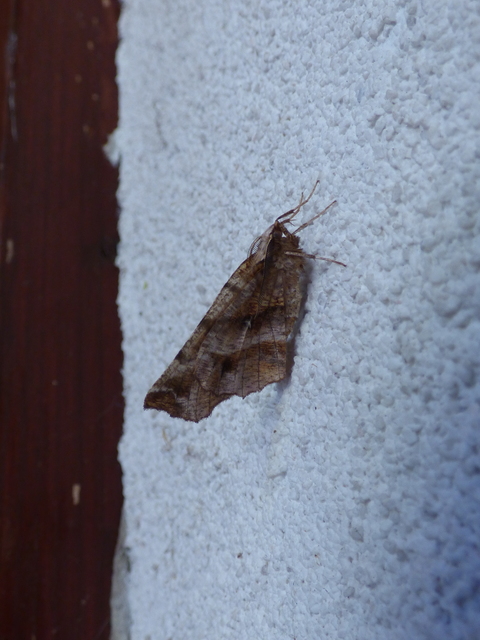 Selenia dentaria - kétfoltos holdasaraszoló