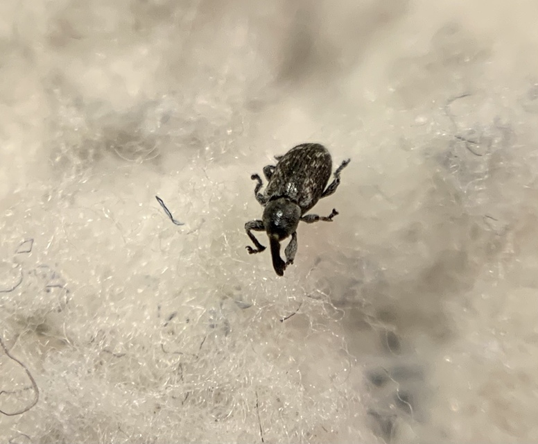 Smicronyx jungermanniae - közönséges arankaormányos