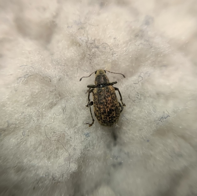 Polydrusus cervinus - aranyporos lombormányos