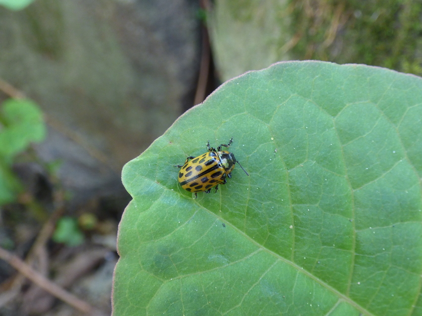 Chrysomela vigintipunctata - húszfoltos fűzlevelész Chrysomela vigintipunctata - húszfoltos fűzlevelész