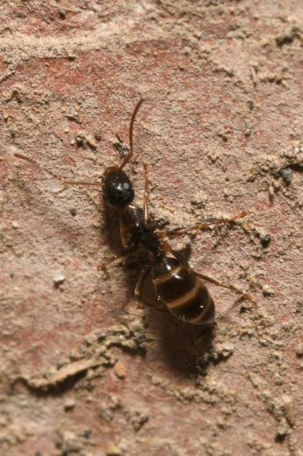 Camponotus fallax - ligeti lóhangya
