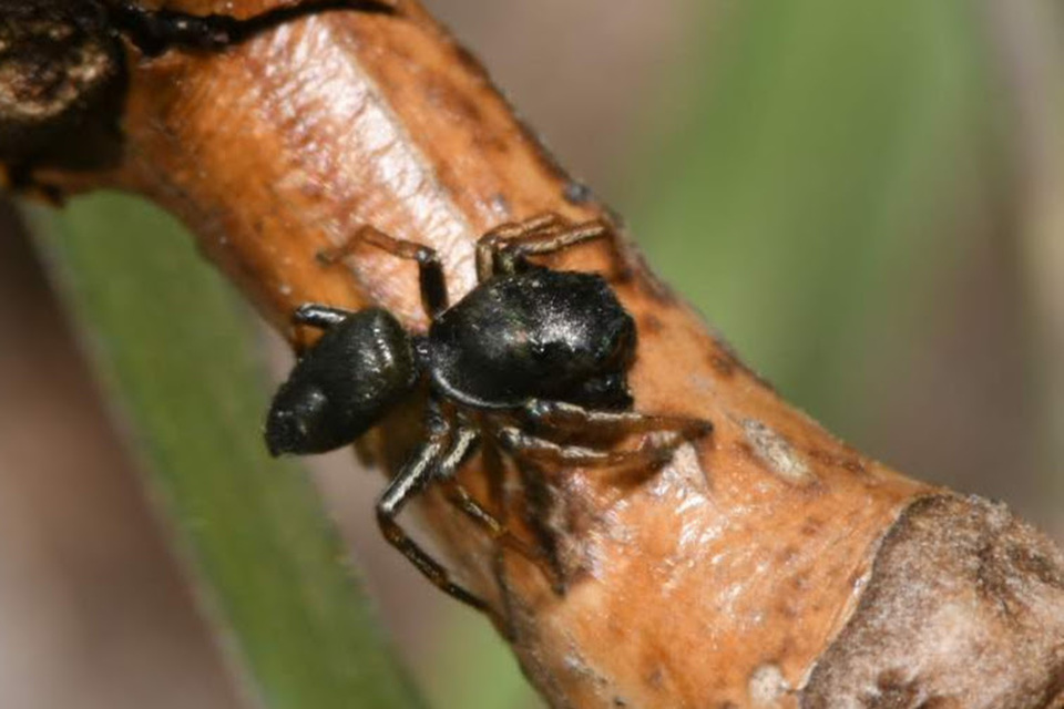 Heliophanus
