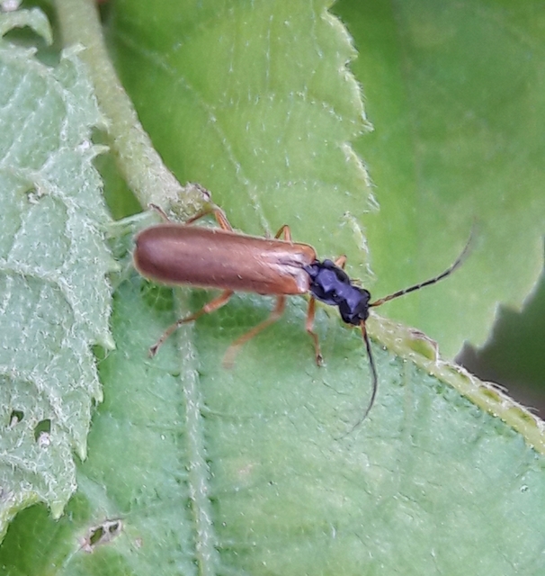 Rhagonycha lignosa - cserjés-lágybogár