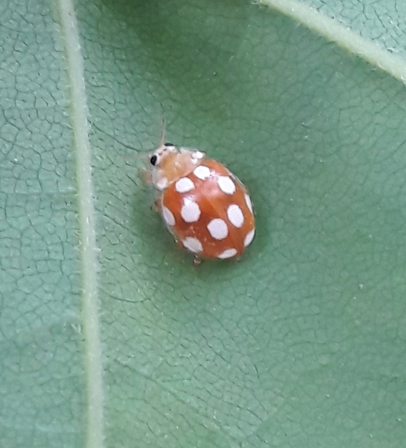 Vibidia duodecimguttata - tizenkétcseppes füsskata