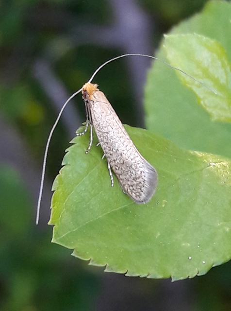 Nematopogon